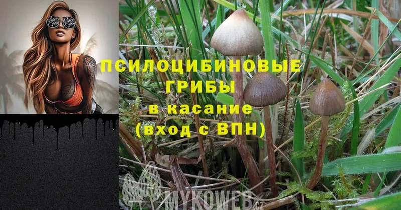 Галлюциногенные грибы Psilocybine cubensis  Кореновск 